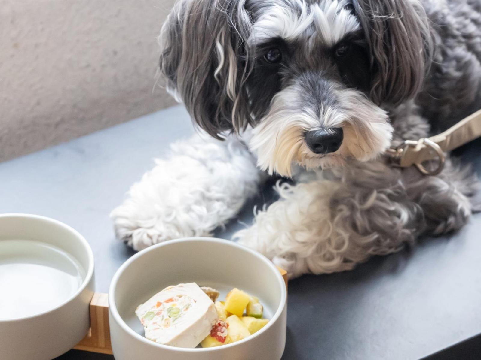 Hotel Anddoggy Kyoto Nijo Dış mekan fotoğraf